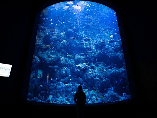 ケアンズ水族館