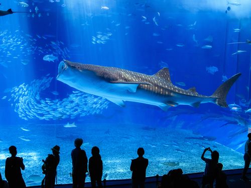 沖縄美ら海水族館