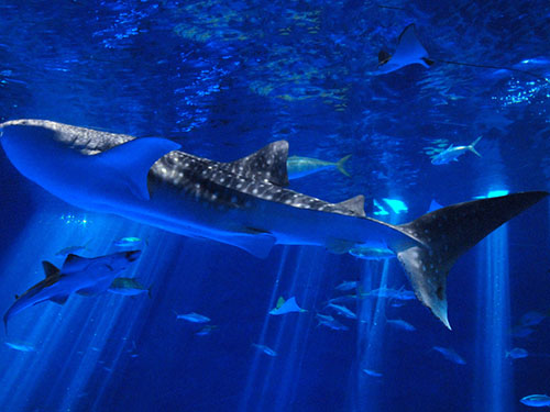 いおワールドかごしま水族館