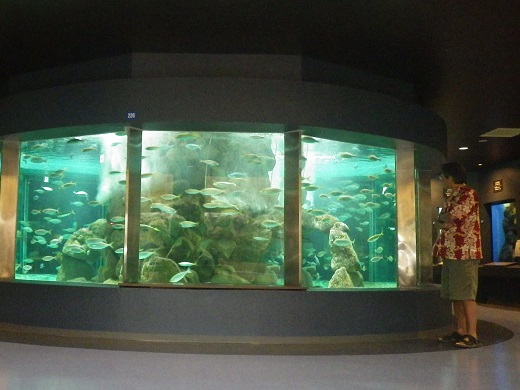 京都大学 白浜水族館