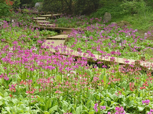 六甲高山植物園