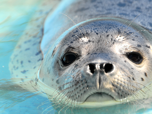 おたる水族館