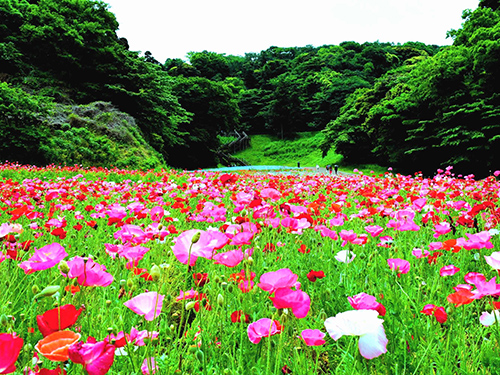 くりはま花の国