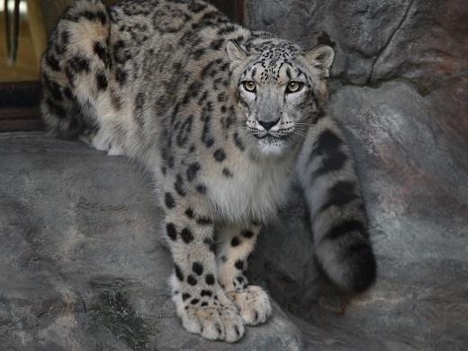 秋田市大森山動物園