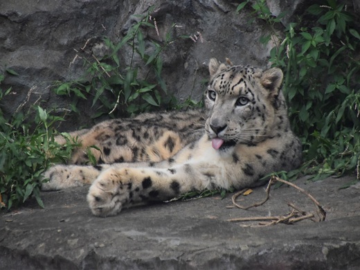 秋田市大森山動物園