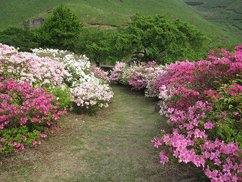 長寿ヶ丘公園