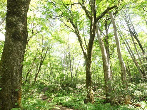 世界遺産の径 ブナ林散策道