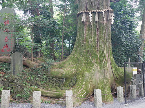 たこ杉