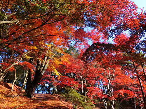 修善寺自然公園