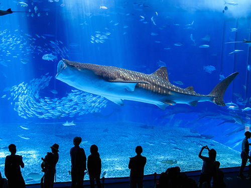 沖縄美ら海水族館