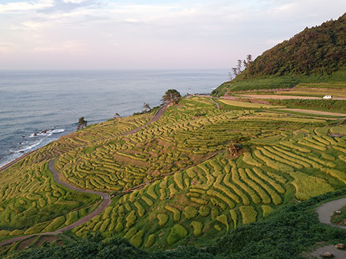 白米千枚田