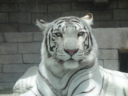 東武動物公園のホワイトタイガー