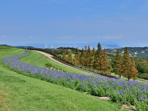 兵庫県立公園あわじ花さじき