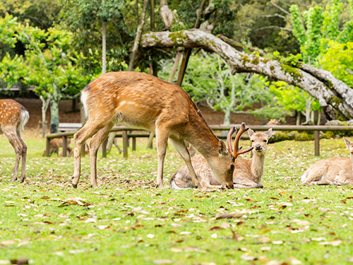 奈良公園