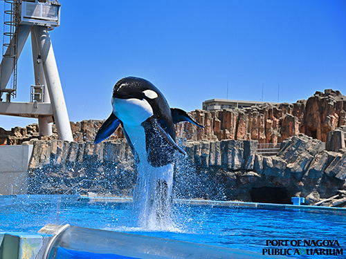 名古屋港水族館