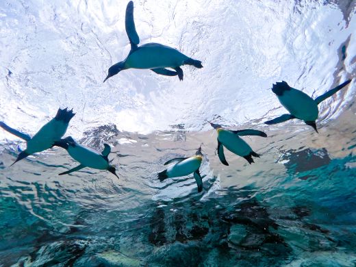 旭川市旭山動物園