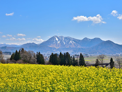 菜の花公園