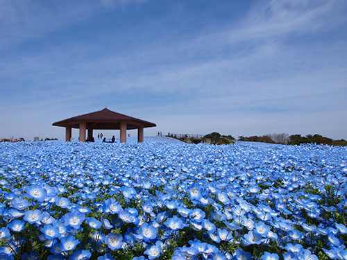 海の中道海浜公園