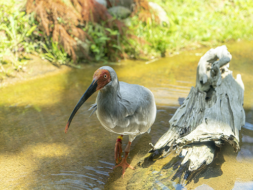 トキの森公園