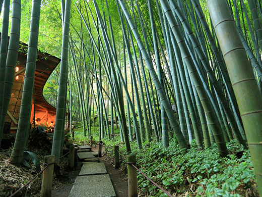 休耕庵 竹の庭の茶席