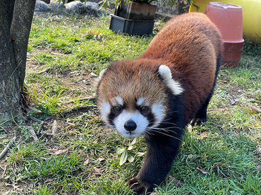 天王寺動物園