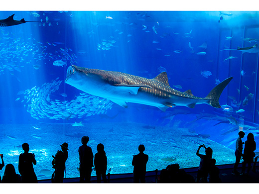 沖縄美ら海水族館