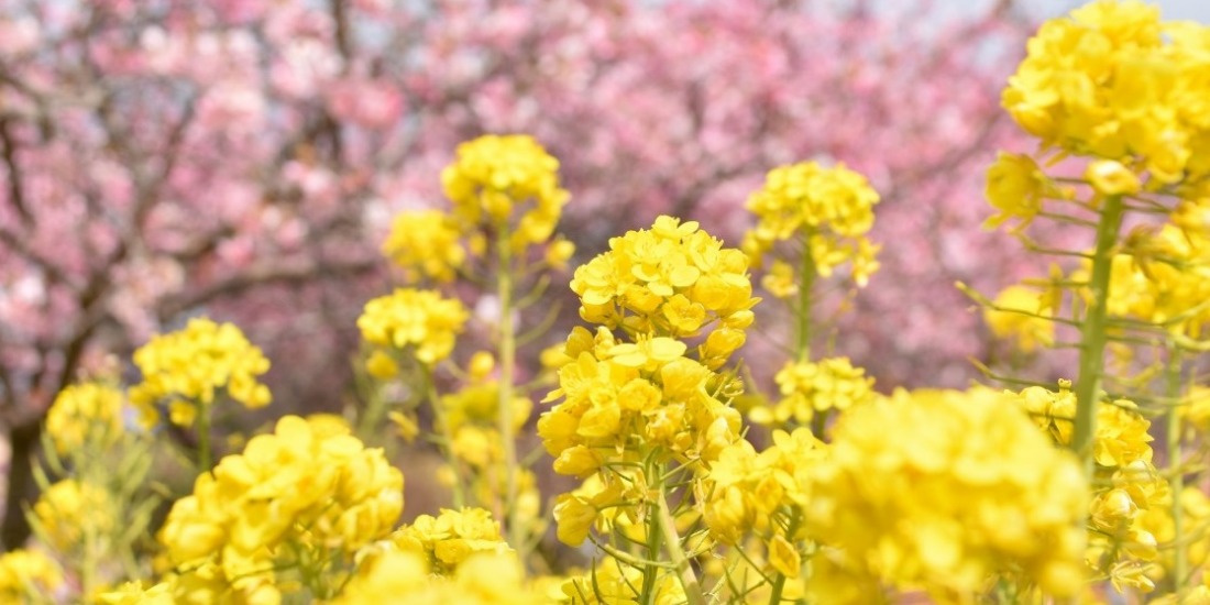 3月におすすめの旅特集