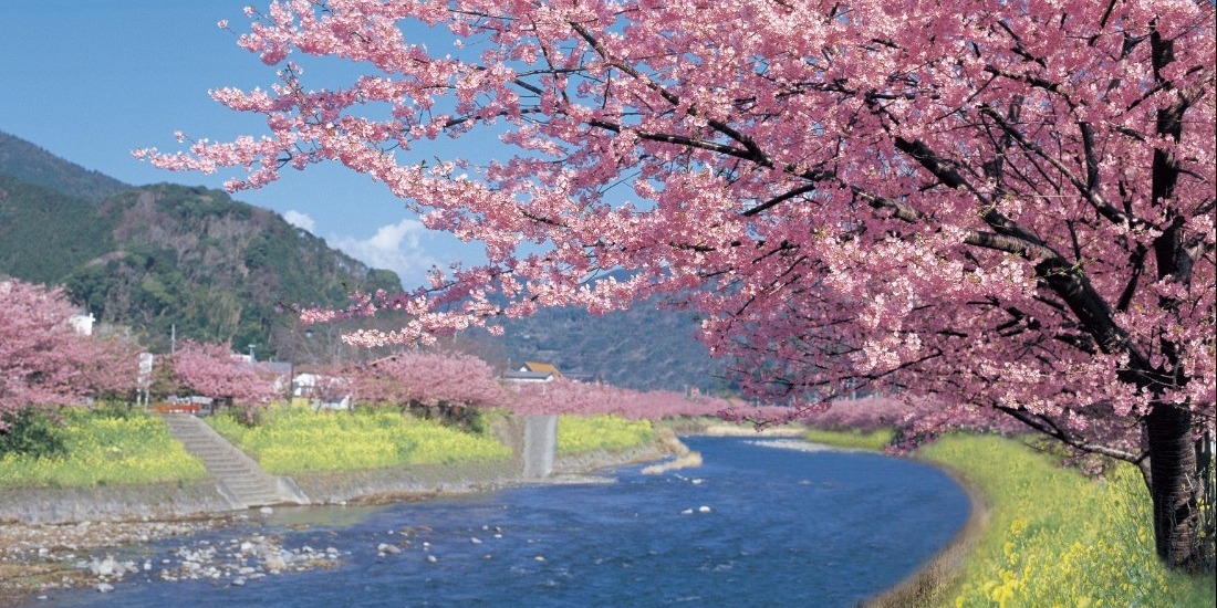 河津桜まつり周辺の宿