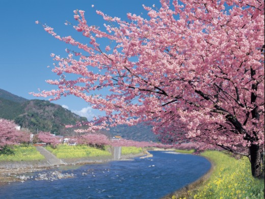 伊豆・河津桜まつり周辺の宿