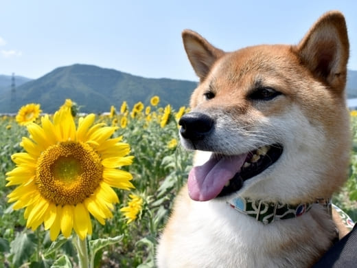 昆虫などの小さな動物たちにも注意しましょう