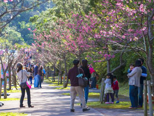もとぶ八重岳桜まつり