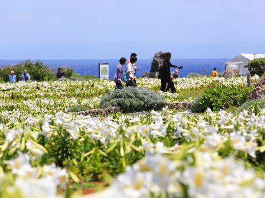 伊江島ゆり祭り