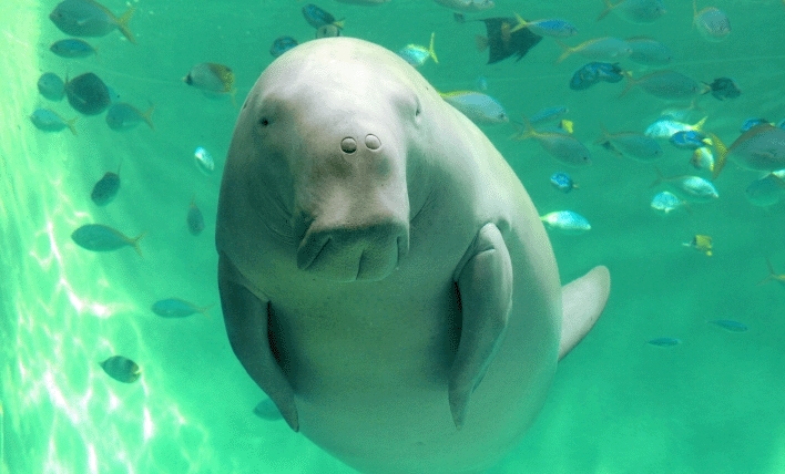 鳥羽水族館