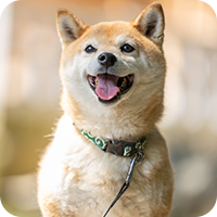 中型犬のイメージ