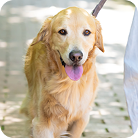 大型犬のイメージ
