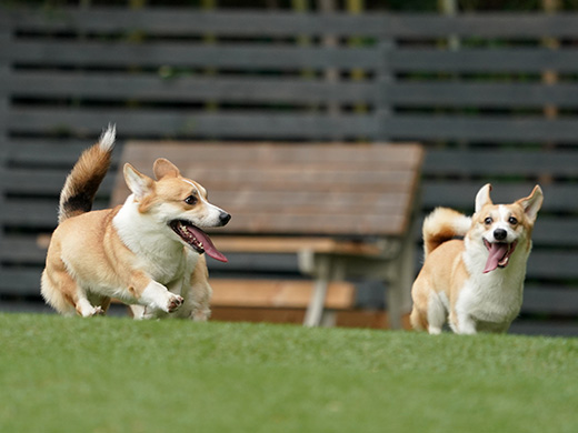 ドッグランで走る犬