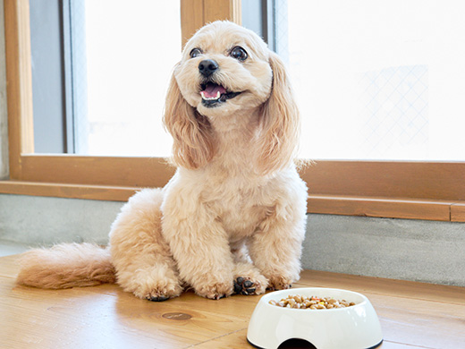 エサを待つ犬